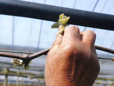 熊本ぶどう 社方園 芽吹きの様子(2022) その2:芽吹いたばかりの新芽を早くも芽カギする匠の技_a0254656_18104015.jpg