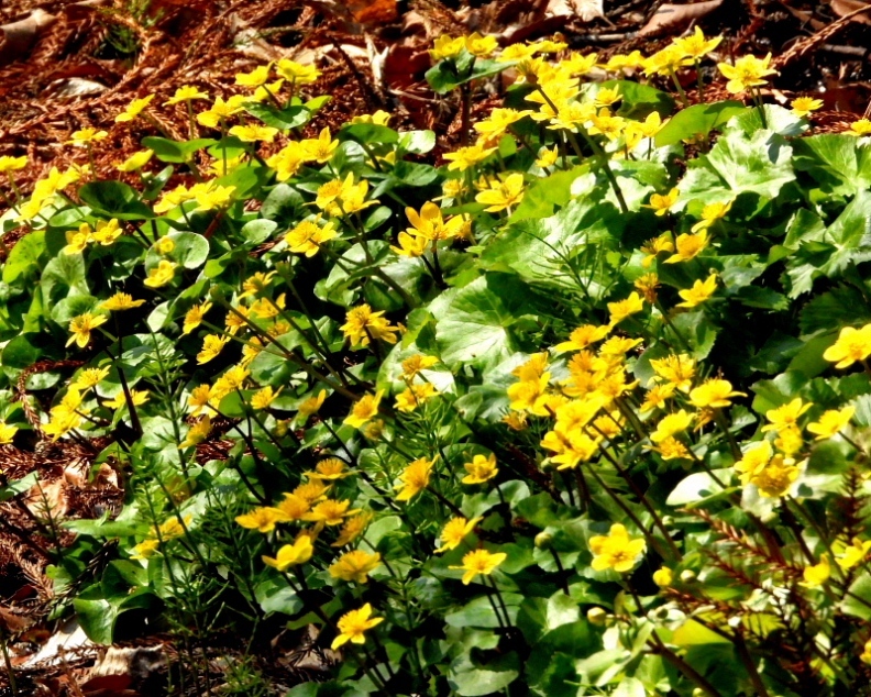 c0305565_17410679.jpg