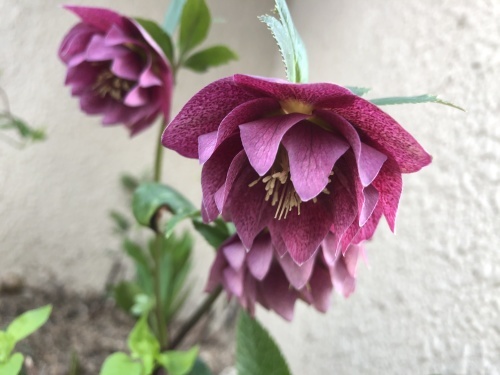 下向きの花 クリスマスローズ バイモユリ おのひきだし 下向きの花 クリスマスローズ バイモユリ おのひきだし