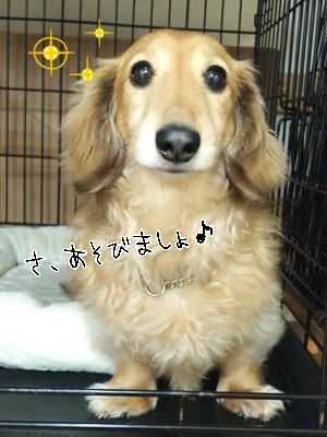 可愛い仕草♥♥_f0357682_15215753.jpg