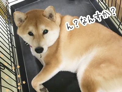 可愛い仕草♥♥_f0357682_16132591.jpg