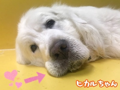 可愛い仕草♥♥_f0357682_16182401.jpg
