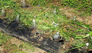 f0003283_07551465.jpg