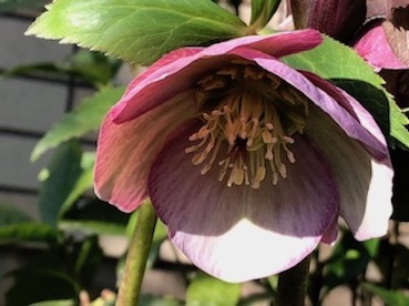 花ざかり_f0061394_10311991.jpg