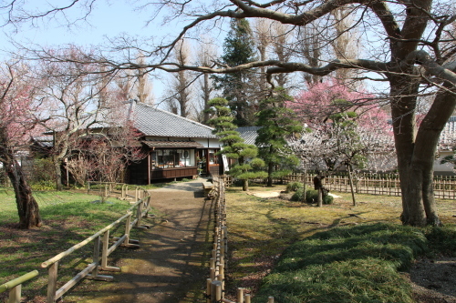 日本最大の藩校・弘道館の梅を愛でる・１_c0075701_15392721.jpg