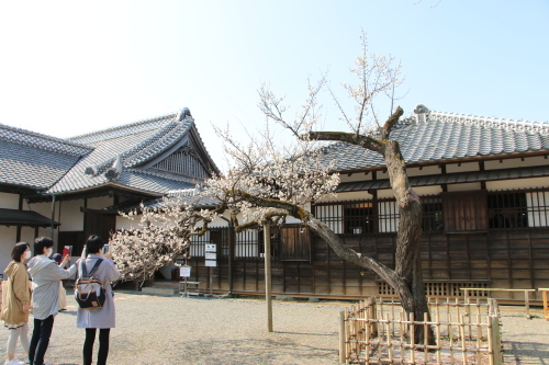 日本最大の藩校・弘道館の梅を愛でる・１_c0075701_15395876.jpg