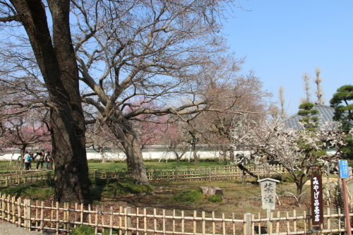 日本最大の藩校・弘道館の梅を愛でる・１_c0075701_15400739.jpg