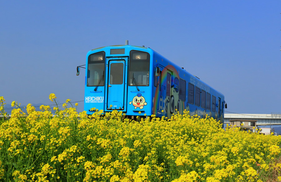 平成筑豊鉄道の菜の花(豊津駅付近)_e0093903_17201293.jpg