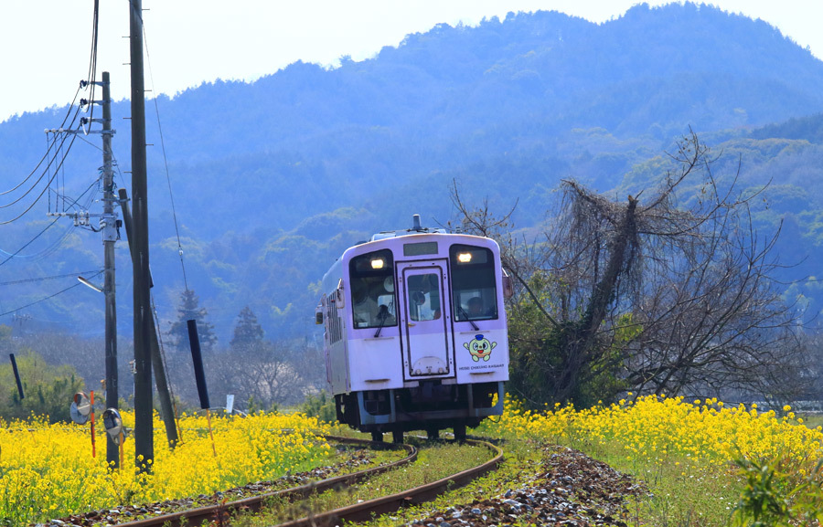 平成筑豊鉄道の菜の花(豊津駅付近)_e0093903_17202276.jpg