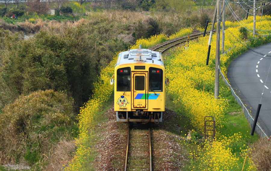 平成筑豊鉄道の菜の花(豊津駅付近)_e0093903_17224447.jpg