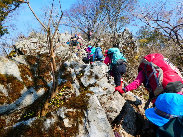 フクジュソウ咲く　藤原岳 (1,140M)  　ピックアップ編_d0170615_09071948.jpg