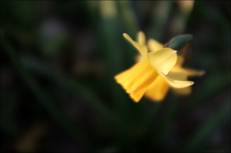 黄水仙 手製本工房 O塾