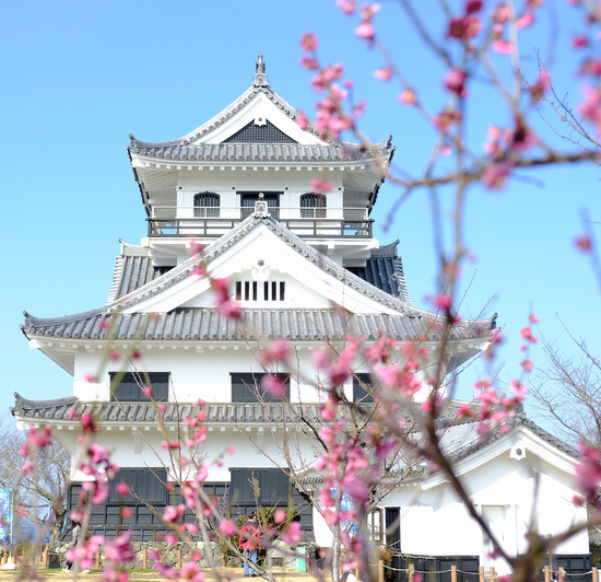 「千葉の花旅2日目 館山城、館山ファミリーパーク、花いっぱいの館山巡り」_a0000029_15290902.jpg