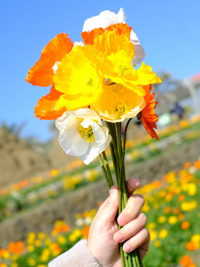 「千葉の花旅２日目　館山城、館山ファミリーパーク、花いっぱいの館山巡り」_a0000029_15335697.jpg