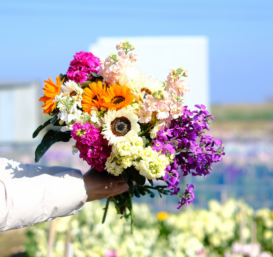 「千葉の花旅2日目 館山城、館山ファミリーパーク、花いっぱいの館山巡り」_a0000029_15410948.jpg