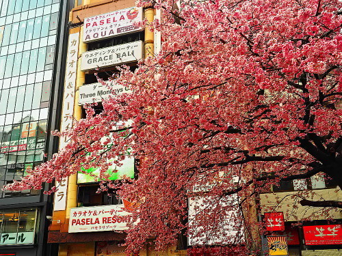 都会の緋寒桜_a0287533_16392890.jpg