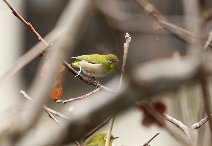 近場の公園_f0275135_9272392.jpg