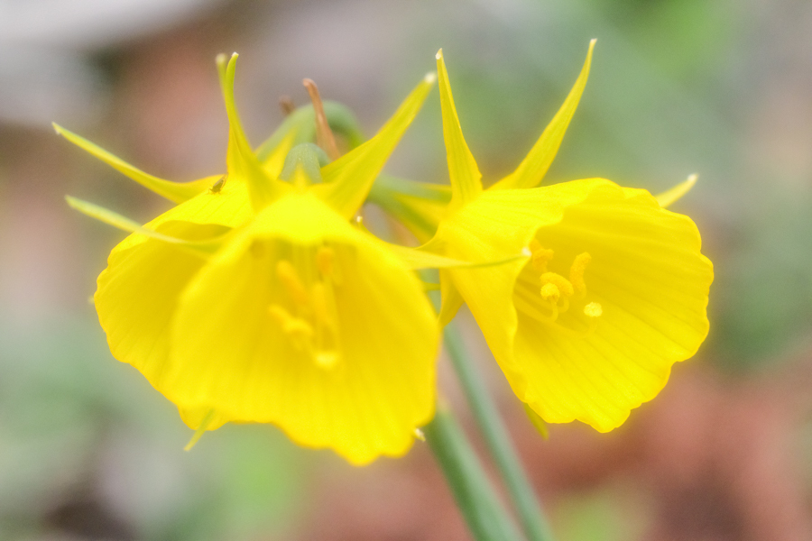 蓮華寺池公園のスイセン_d0377637_20202431.jpg