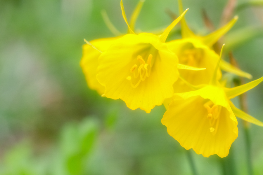 蓮華寺池公園のスイセン_d0377637_20202432.jpg