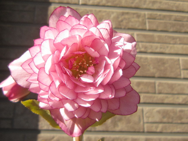 c0025140_21582121.jpg