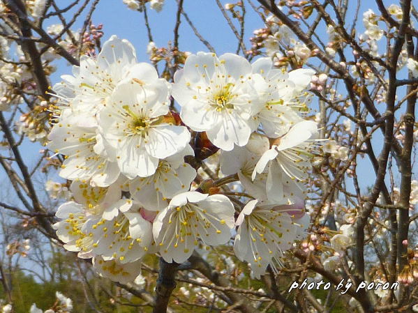 暖地桜桃（ダンチオウトウ）が開花しています。_c0137342_18192386.jpg