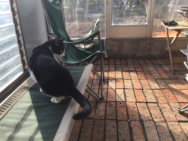 温室カフェの床がレンガ敷になった。_d0101846_07212266.jpeg