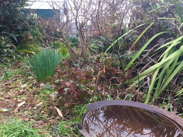 温室カフェの床がレンガ敷になった。_d0101846_07472282.jpeg