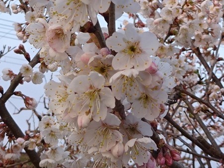 桜の花_f0089748_21464546.jpg