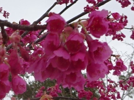 桜の花_f0089748_21465060.jpg