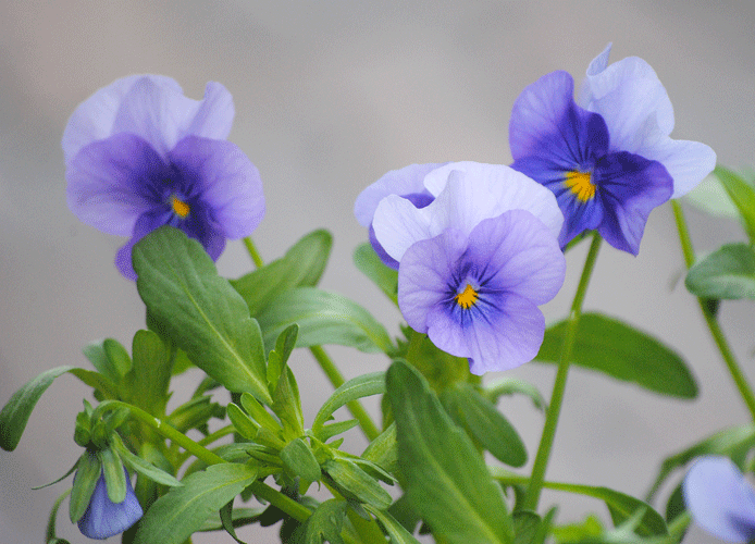 a0001354_22491563.gif