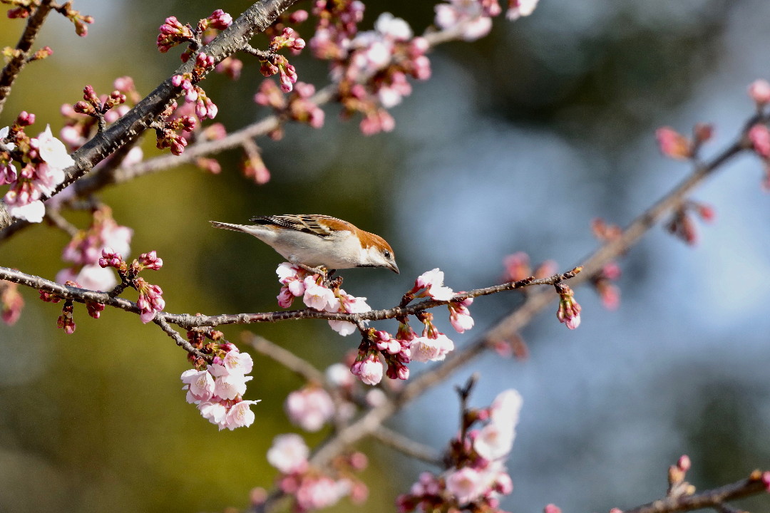 大寒桜とニュウナイスズメ・・・その②_e0071967_1949225.jpg