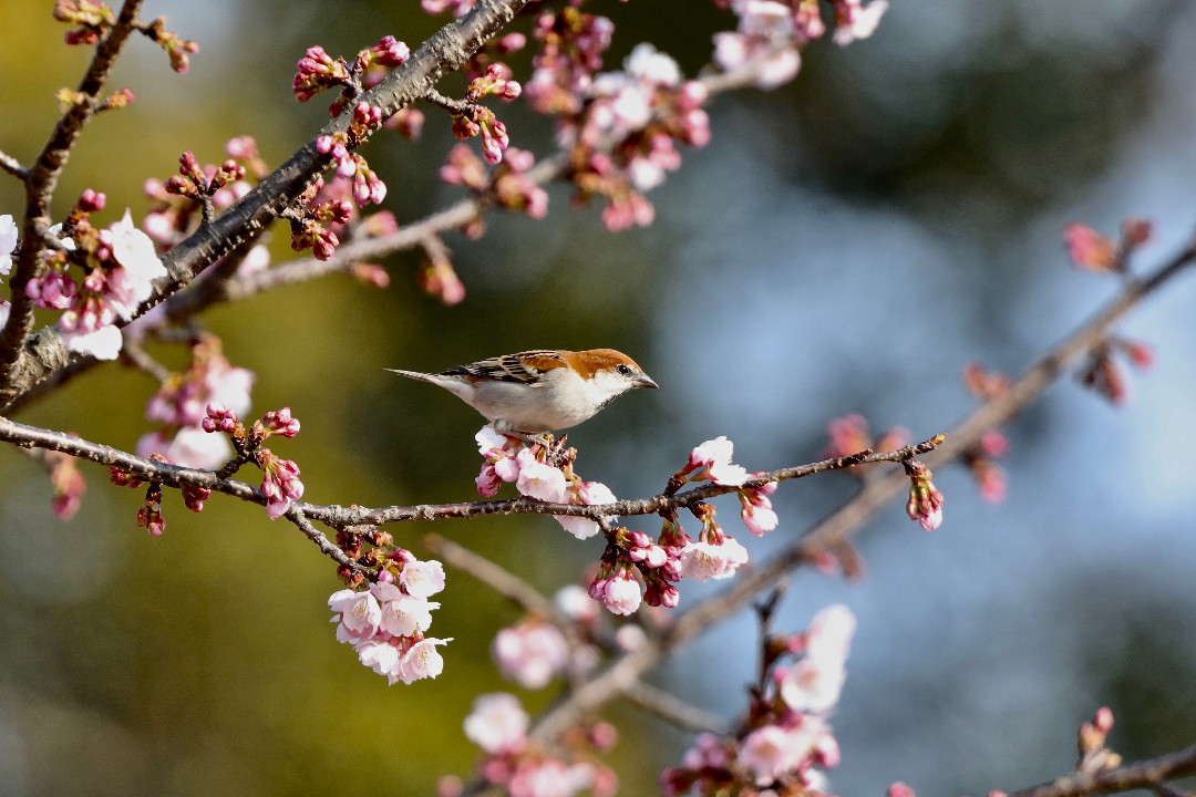 大寒桜とニュウナイスズメ・・・その②_e0071967_1949235.jpg