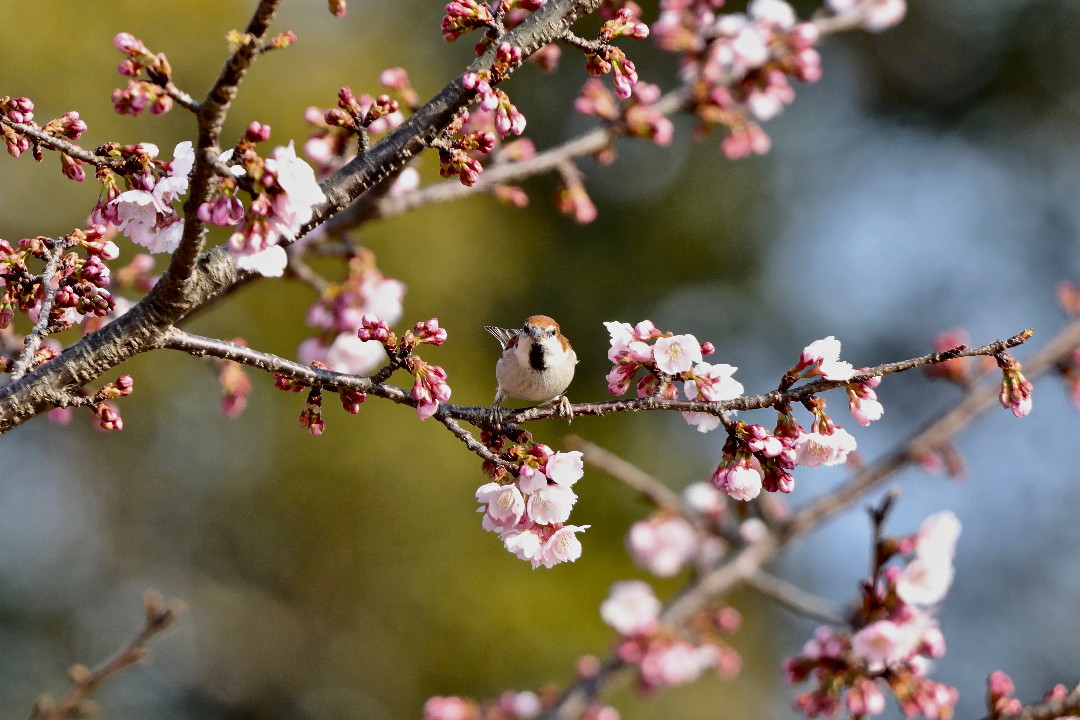 大寒桜とニュウナイスズメ・・・その②_e0071967_19492742.jpg