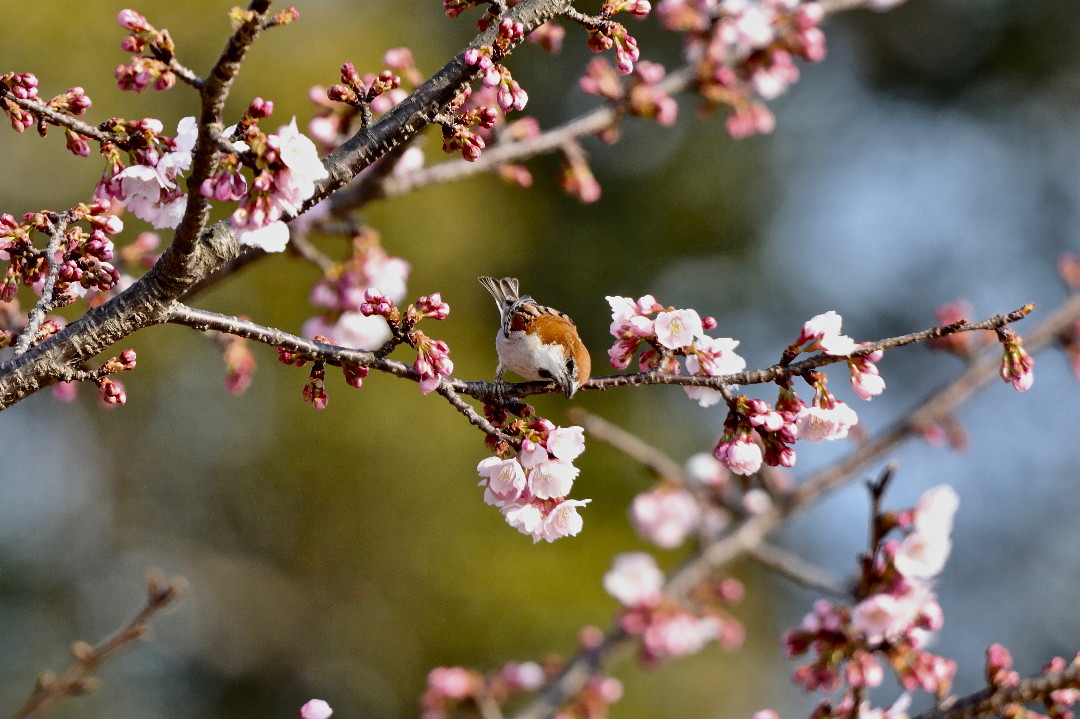 大寒桜とニュウナイスズメ・・・その②_e0071967_19492818.jpg