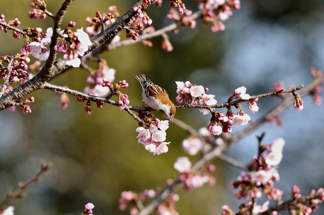 大寒桜とニュウナイスズメ・・・その②_e0071967_19492990.jpg