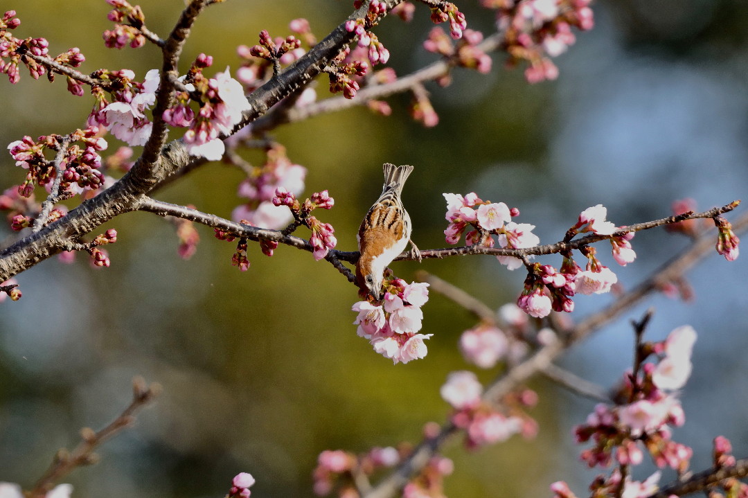 大寒桜とニュウナイスズメ・・・その②_e0071967_19493110.jpg