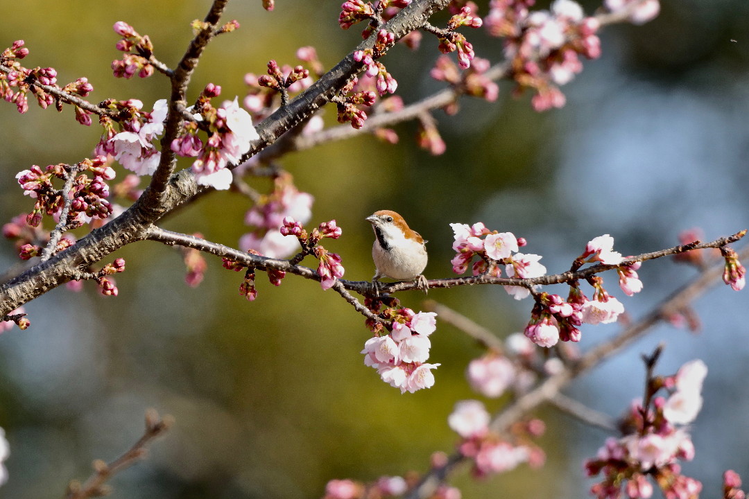 大寒桜とニュウナイスズメ・・・その②_e0071967_19493512.jpg