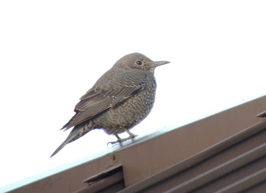 地味をそのまま表現したような小鳥 カヤクグリ 大朝 水のふる里から