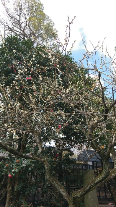 學梅の京都旅　北野天満宮・上七軒・京都大学吉田寮・北野天満宮 信仰と名宝展@京都文化博物館_c0002171_03503821.jpg