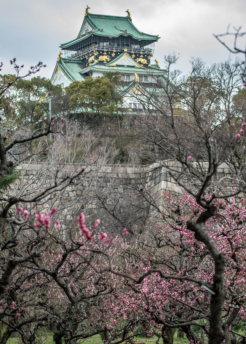 2019 大阪城公園　梅　ラスト撮影_a0301676_15554267.jpg