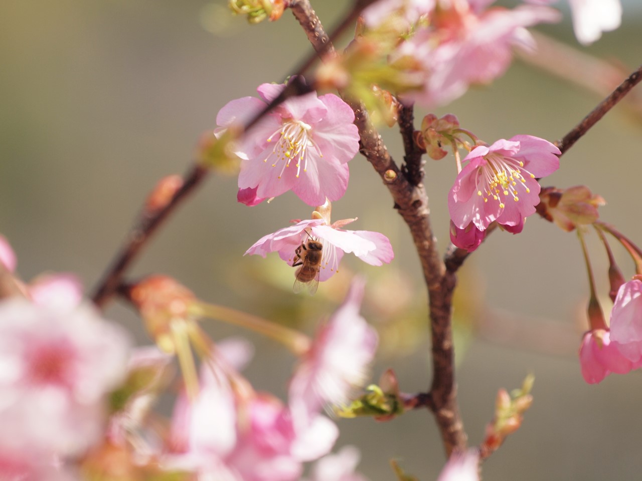 『河津桜にメジロと梅にメジロ･････』_d0054276_1951187.jpg