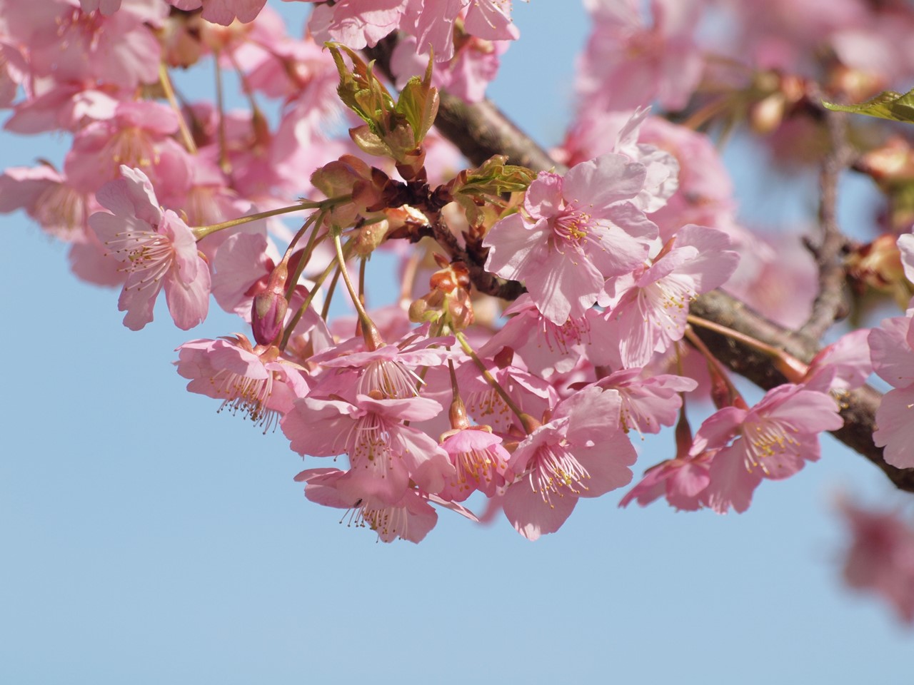 『河津桜にメジロと梅にメジロ･････』_d0054276_19512986.jpg