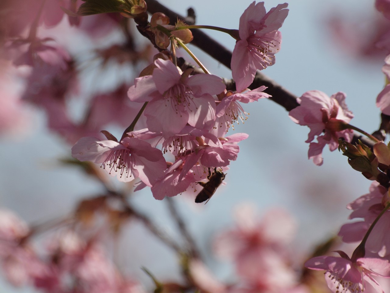 『河津桜にメジロと梅にメジロ･････』_d0054276_1952481.jpg