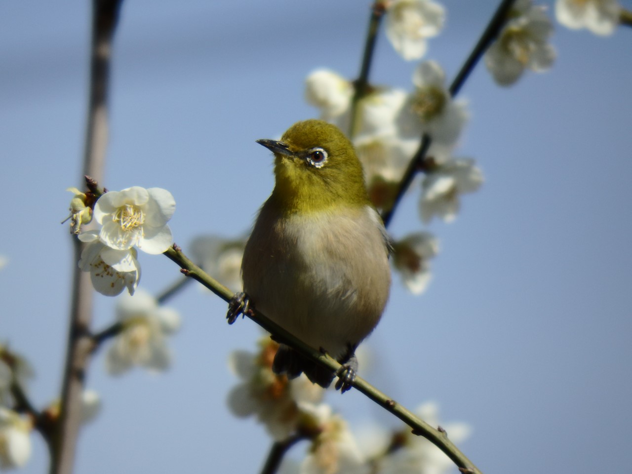 『河津桜にメジロと梅にメジロ･････』_d0054276_19534551.jpg