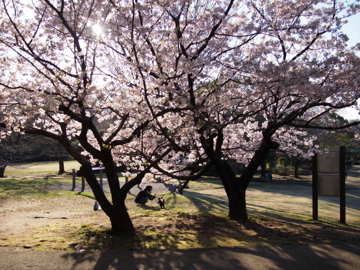 玉縄桜　　満開_a0085679_08152716.jpg