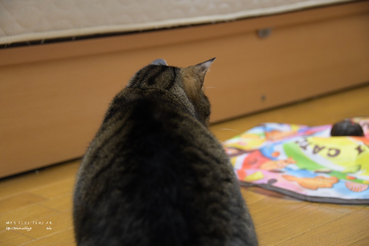 遅れたBDプレゼント_d0342382_20371244.jpg