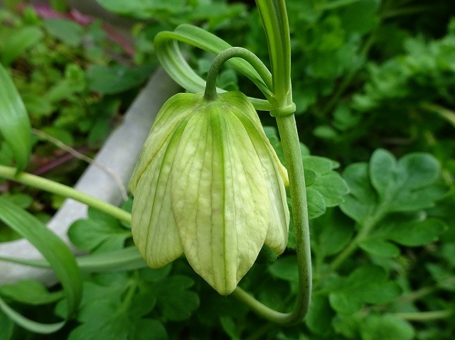 地味で健気なバイモ 貝母 が咲きました 花と葉っぱ