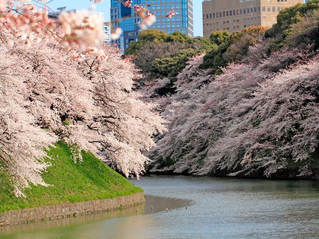 【3/27～4/2】江戸2大しだれ桜と桜3大名所めぐり＆船上の特等席！東京スカイツリーお花見貸切クルーズ付バスツアー　～おにぎりセット付～_b0241286_10503860.jpg