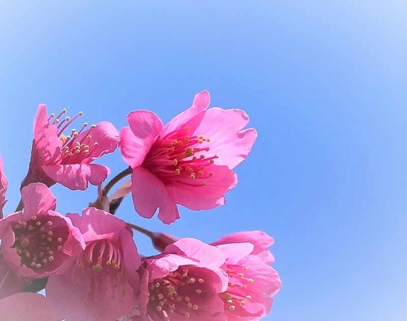 濃い色あざやか 寒緋桜 写真でイスラーム