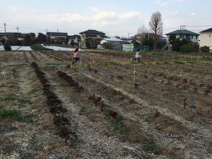 2019 芍薬の芽が伸びてきました。_f0162400_15130413.jpg